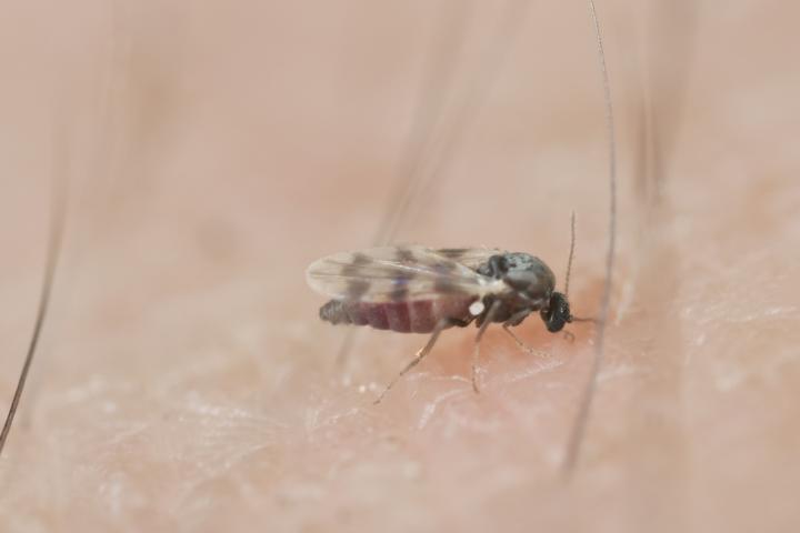 Una mosca negra, retratada con las manos en la masa: picando a una persona.