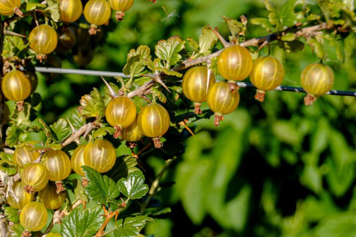 "Pumas" recuperadas por el ingeniero técnico agrícola Aurelio Robles, en su huerto