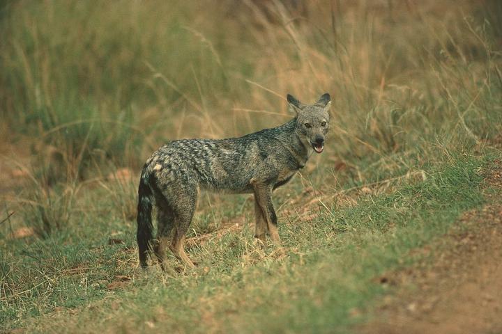 Imagen de archivo de un ejemplar de chacal dorado ('Canis aureus').
