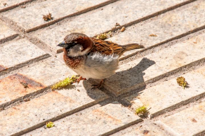 Un gorrión.