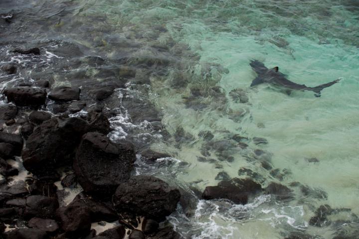 Un tiburón pasea por la costa en busca de alimentación.