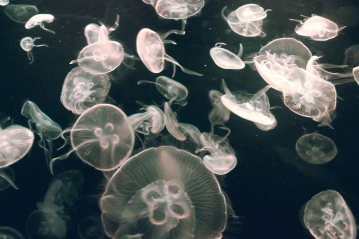 Medusas en una imagen de archivo.