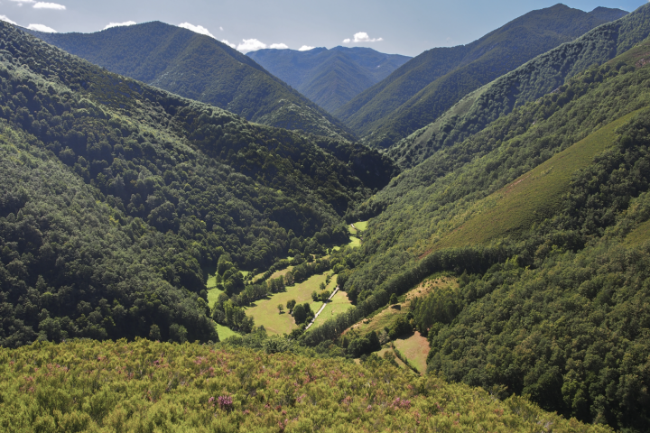 El bosque de Muniellos, el mayor robledal de España.