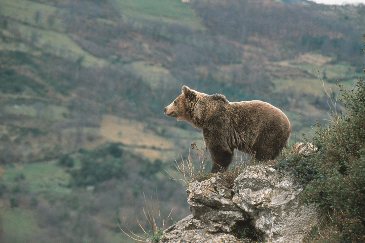 Oso pardo del cantábrico.