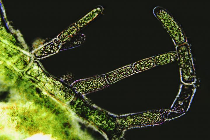 Alga bajo vista microscópica, en una imagen de archivo.