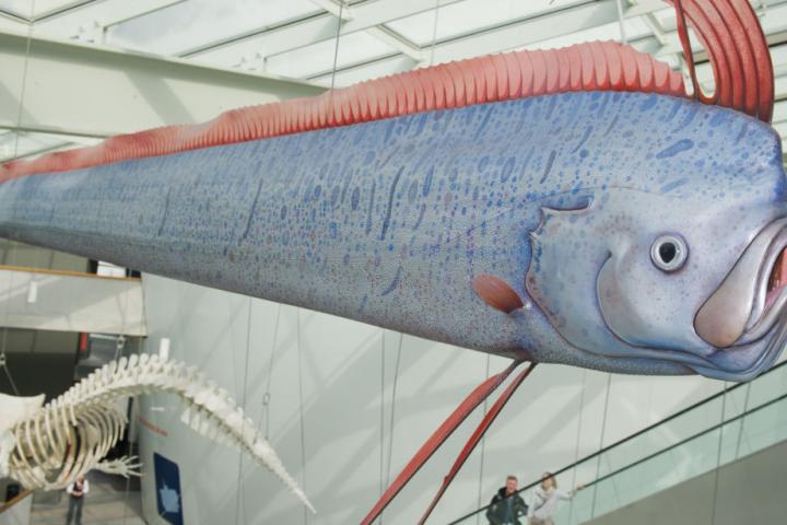 Foto de una recreación del 'pez del terremoto'