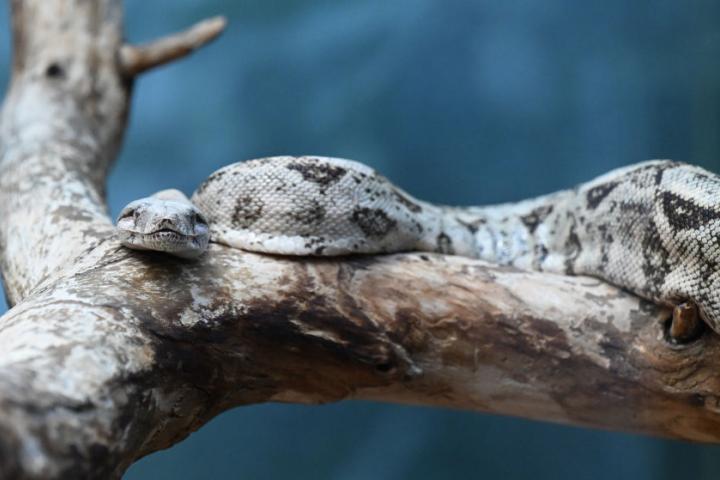 Ejemplar de serpiente venenosa