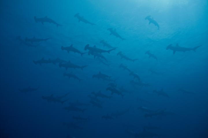 Ejemplares de tiburones martillo, en una imagen de archivo.