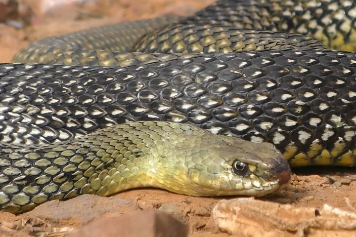 Un ejemplar de culebra bastarda ('Malpolon monspessulanus') o serpiente de Montpellier.