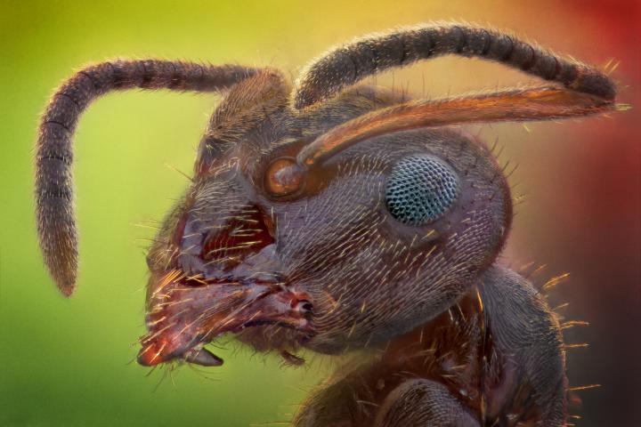 Una hormiga en una imagen de archivo.