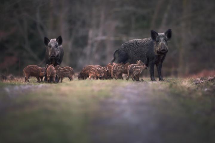 Dos jabalíes adultos y sus crías en una imagen de archivo.