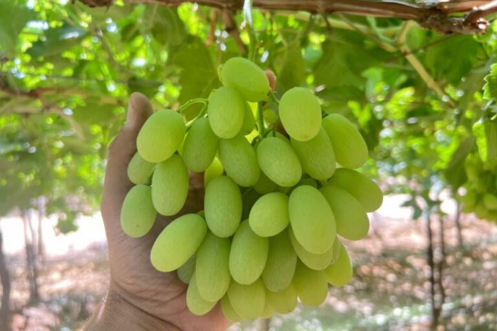 Un racimo de uvas de Grapa Varieties aún sin recolectar.