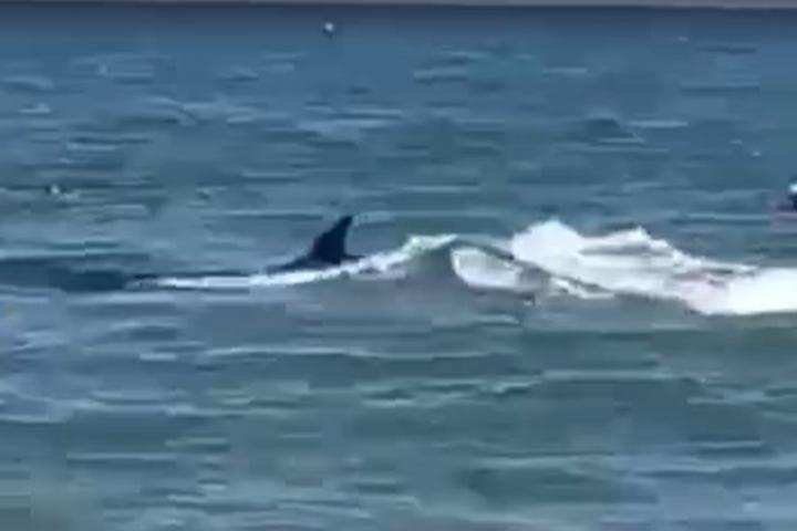 El 'desconocido' pez