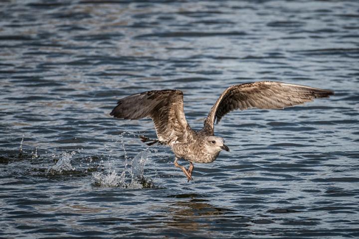 Una gaviota rozando la superficie del agua.