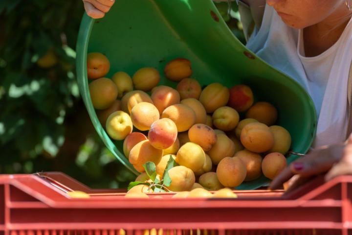 Recolección de albaricoque en la región de Ródano-Alpes, en el sur de Francia.