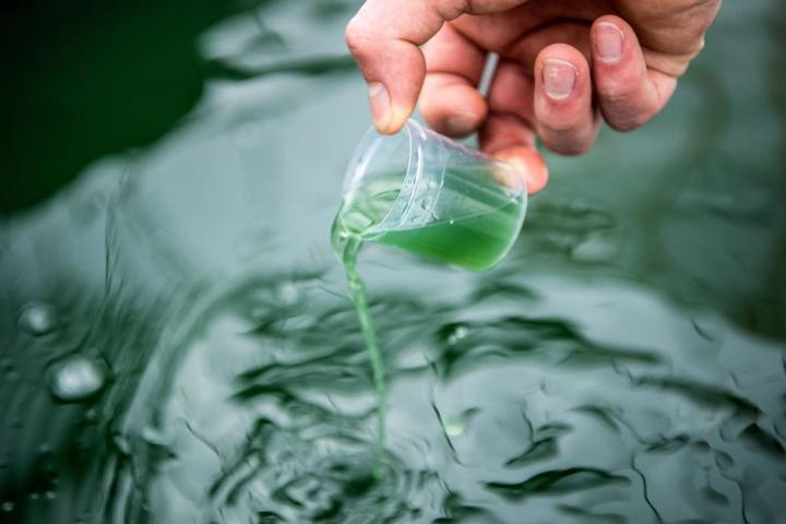 Cultivo de espirulina en un laboratorio de Alemania.