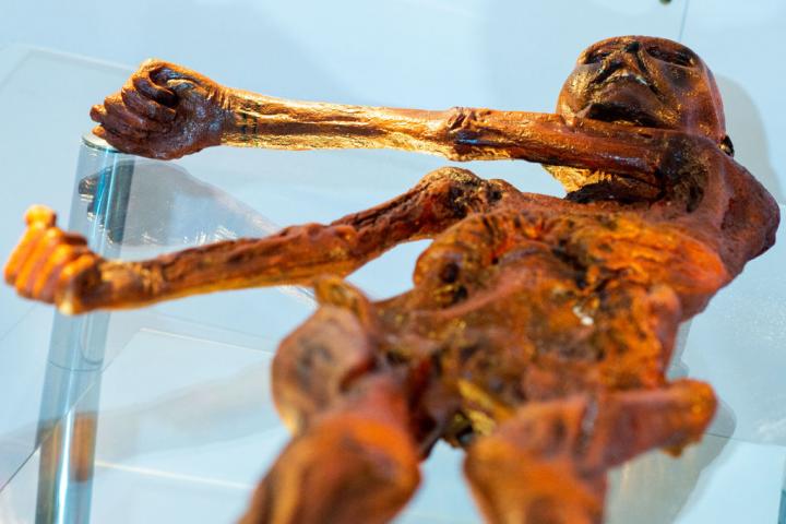 Los restos de Ötzi, la momia natural más antigua de Europa, descubierta en los Alpes.