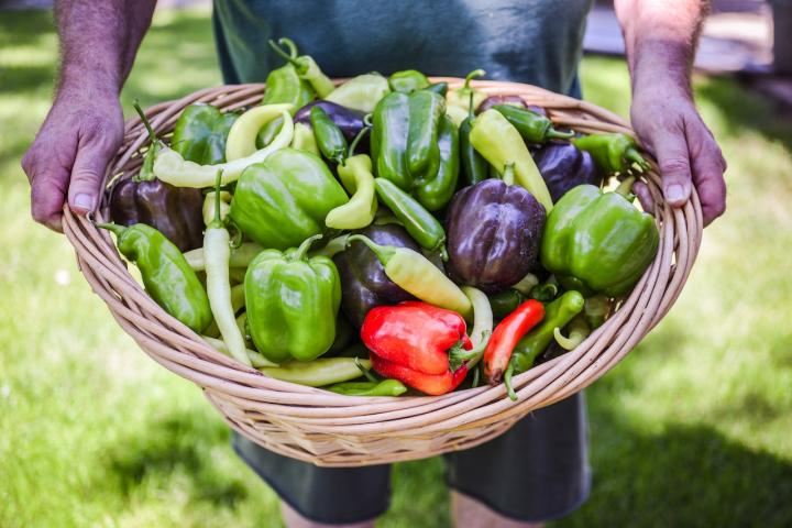 Un agricultor sostiene una cesta llena de pimientos de diferentes clases.