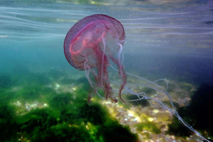 Una medusa se mueve a través del fondo marino.