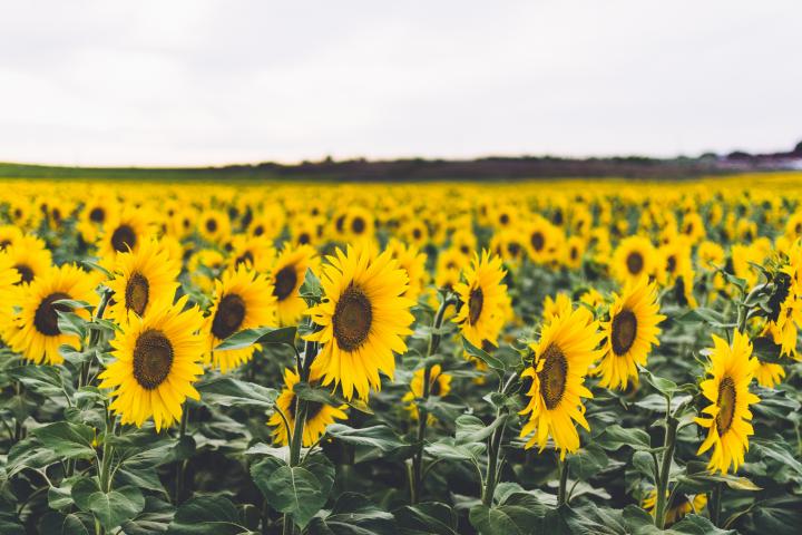 Imagen de archivo de un campo de girasoles en España.