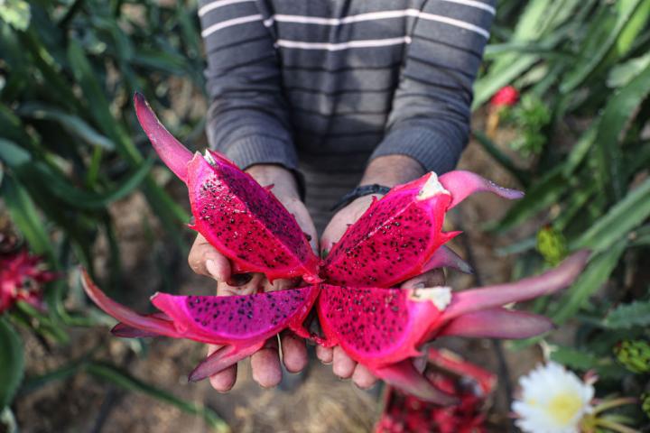 Un agricultor muestra una fruta del dragón o pitaya en un invernadero.