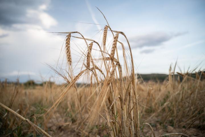 En primer plano, una planta de trigo con un campo seco al fondo.