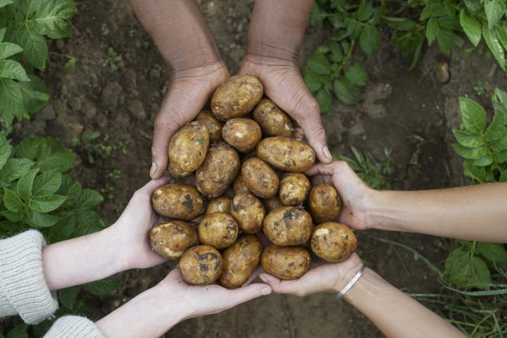 Imagen de archivo de tres personas sosteniendo patatas.