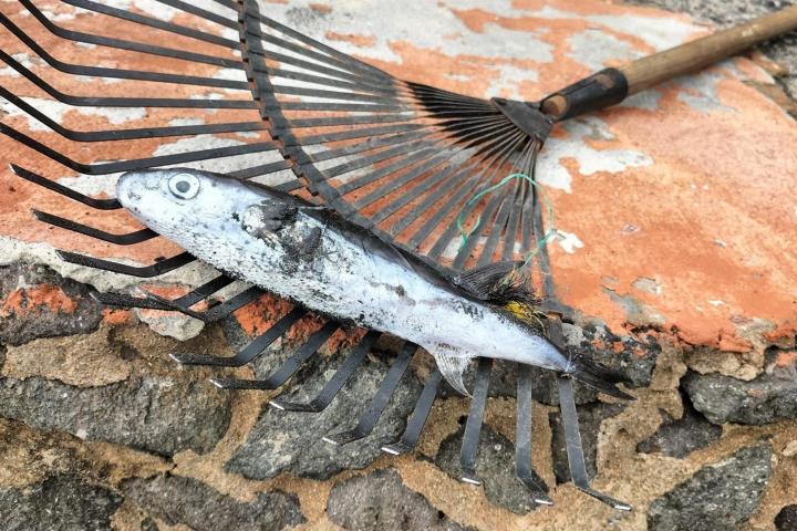 Pez globo en la playa de Las Canteras, en Las Palmas de Gran Canaria.