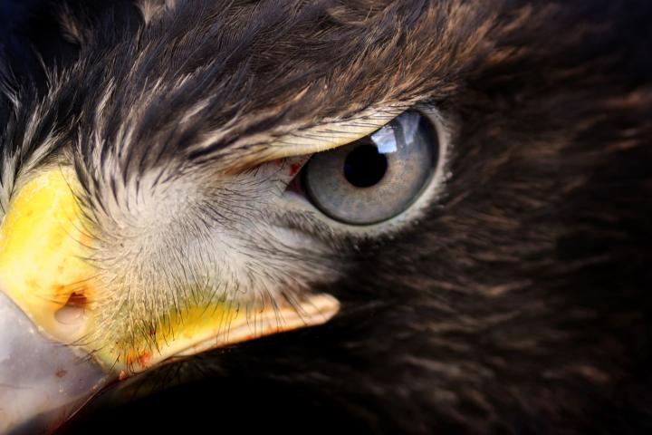 Imagen de archivo de un halcón.