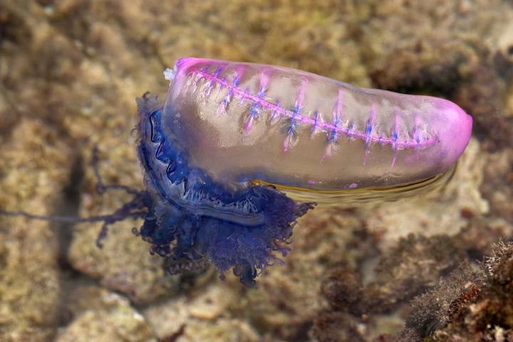 Ejemplar de carabela portuguesa ('Physalia physalis').
