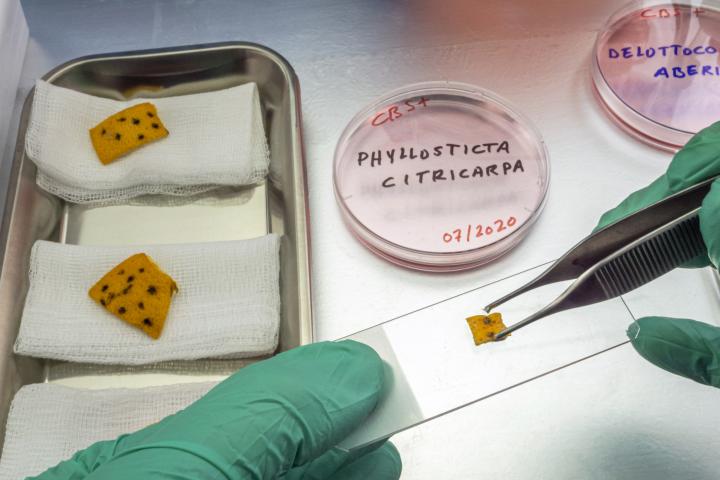 Imagen archivo de muestra en laboratorio de caso de mancha negra (Phyllosticta citricarpa) en naranjas.