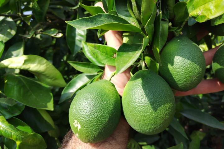 Naranjas que parecen limones: esta 'malformación' se conoce como fisiopatía.