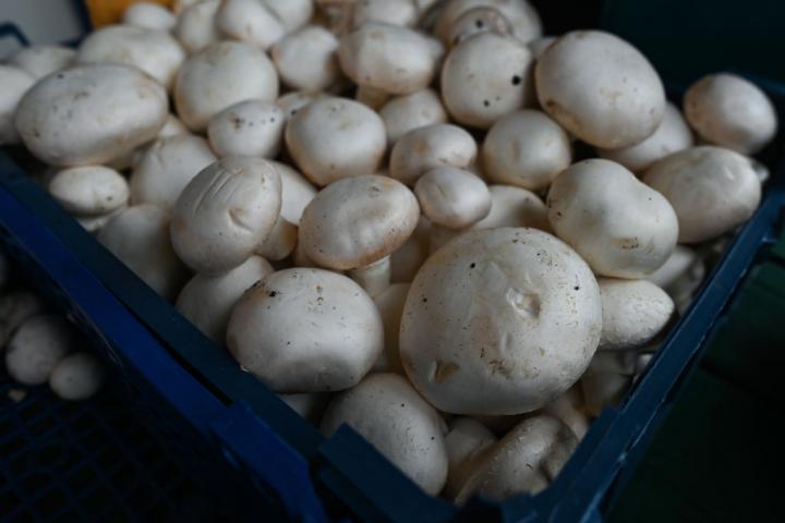 Una caja de champiñones París recién recolectada.