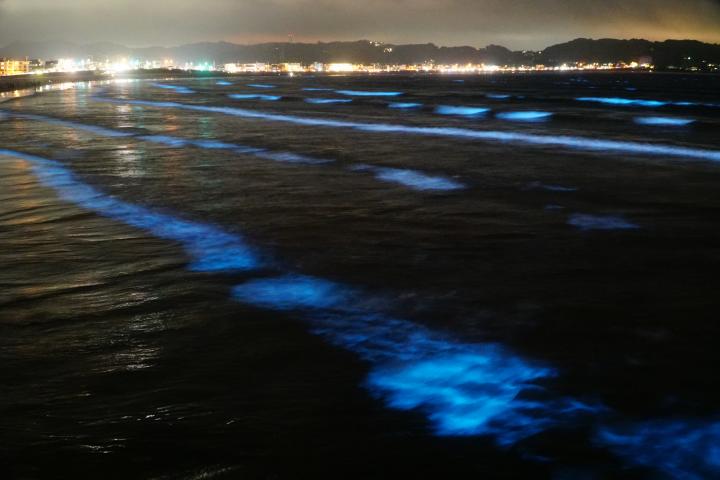 Gracias al fenómeno de la bioluminiscencia, las playas de noche se vuelven lugares mágicos.