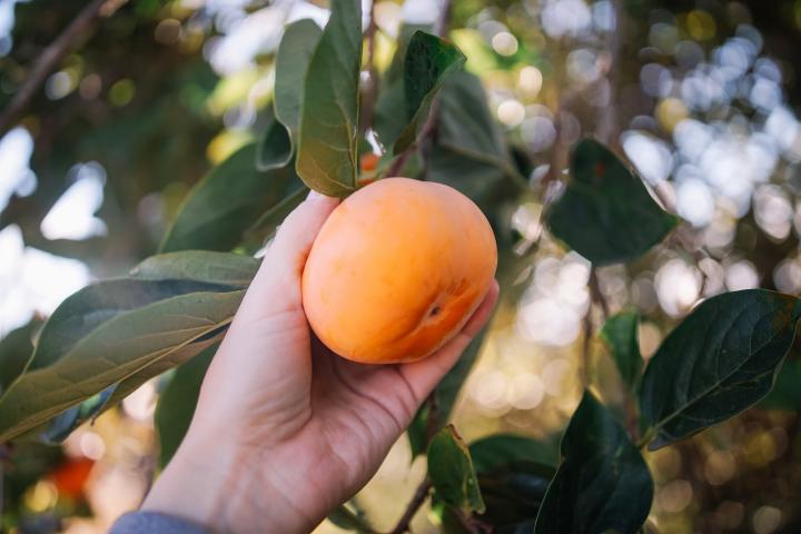 Un agricultor recoge un caqui de un árbol.