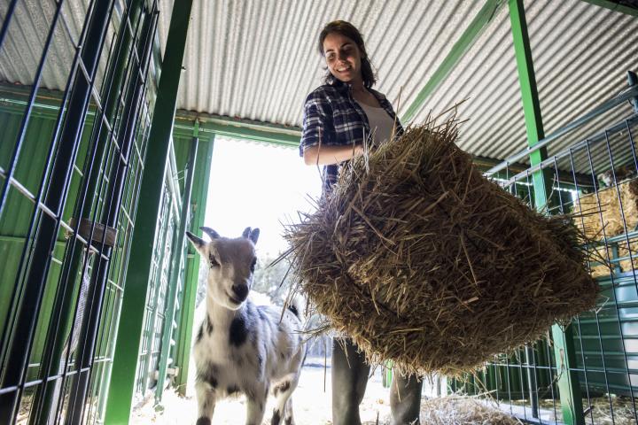 Imagen de archivo de una ganadera llevando una cama de paja a sus animales.
