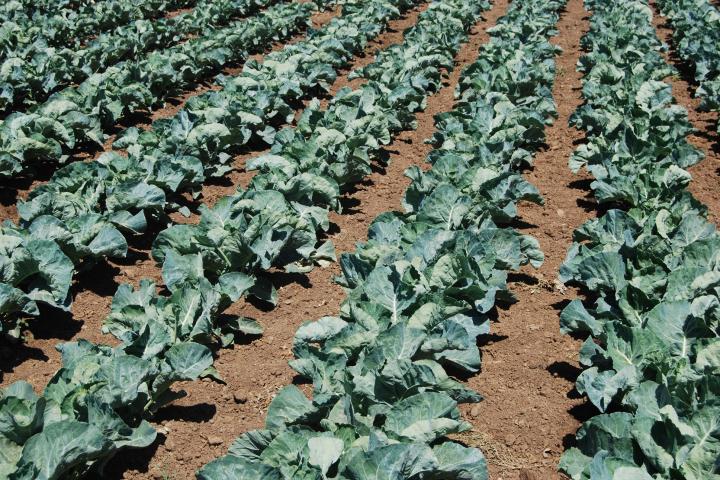 Campo de coliflor en Granada.
