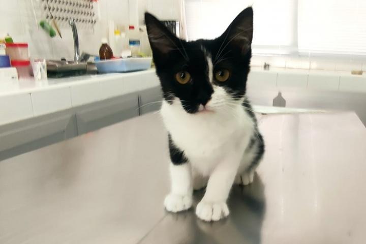 Uno de los gatos rescatados por el Servicio de Protección Animal y Control de las Zoonosis de Murcia