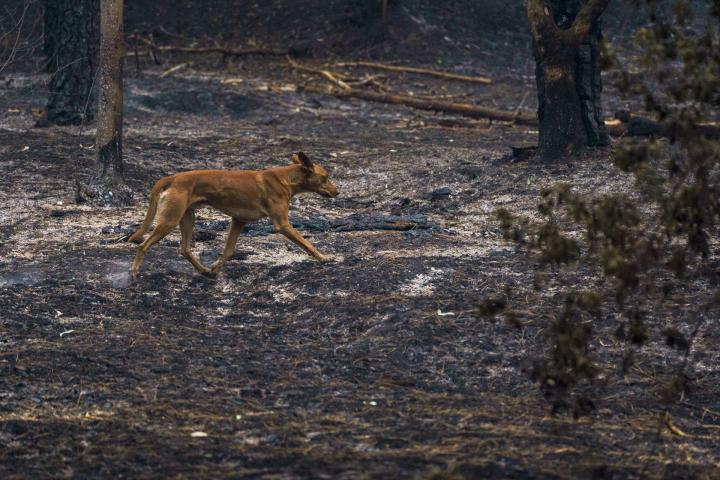 El bosque de Las Raíces, hoy martes en el municipio de El Rosario, quemado por el incendio forestal que afecta a la isla de Tenerife.