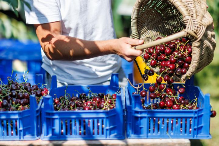 Un agricultor vacía una cesta llena de cerezas durante la cosecha de este año.