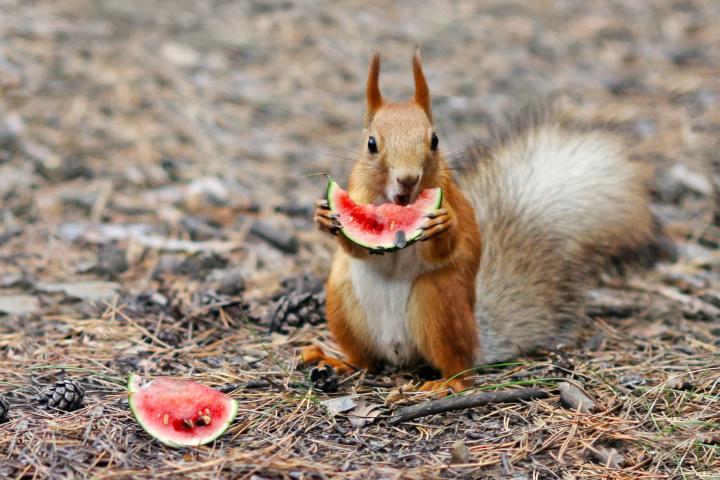 Imagen de archivo de una ardilla comiendo sandía.