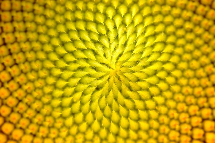 Imagen de archivo del cultivo en cuestión.