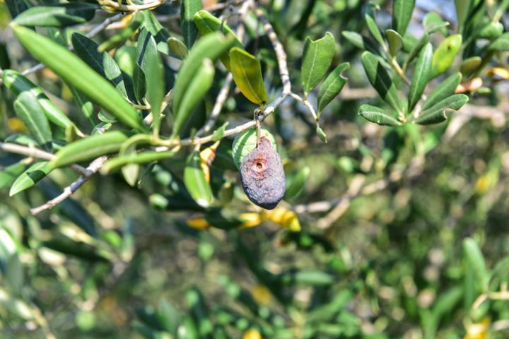 Un olivo mediterráneo afectado por una de las moscas por las que han saltado todas las alarmas.