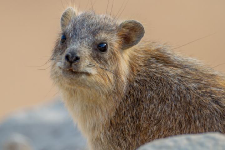 Un ejemplar de damán roquero (Procavia capensis)