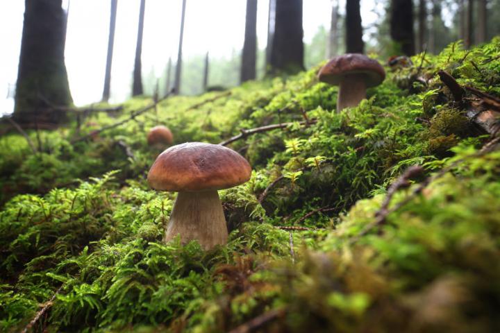 Setas: Ejemplares de Boletus edulis en un entorno natural.