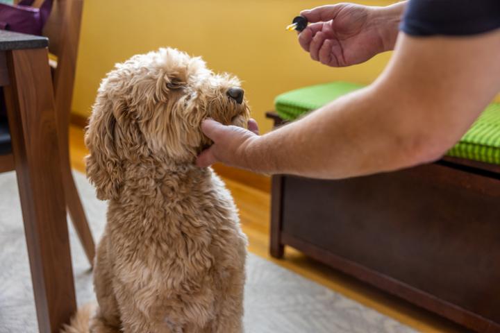 Un perro es tratado por su dueño de una dolencia en una imagen de archivo.