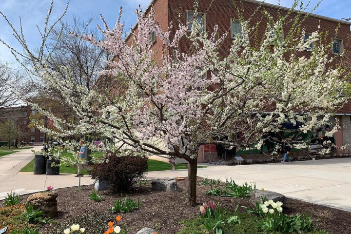 El árbol de las 40 frutas  en su ubicación original, la Universidad de Siracusa.
