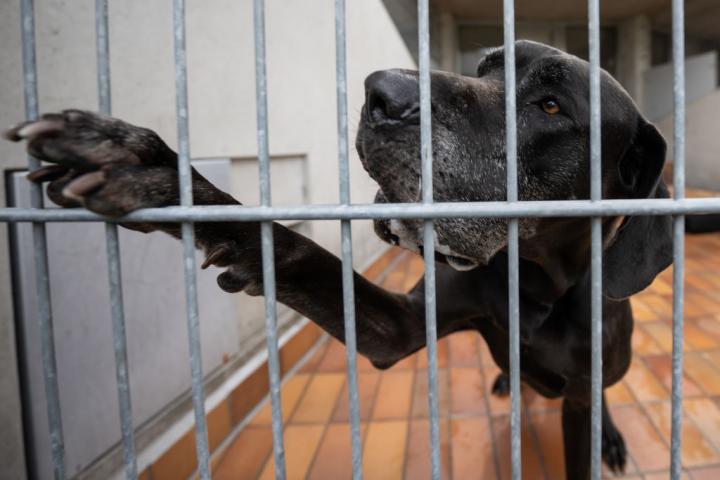 Un perro enjaulado en un refugio después de que lo hayan abandonado