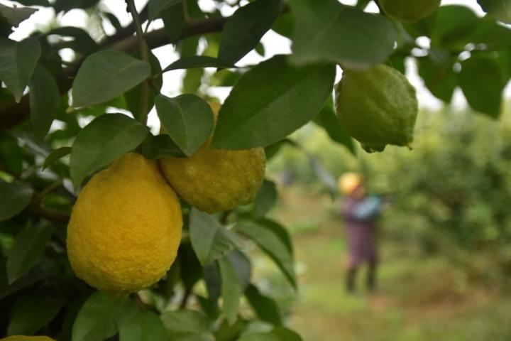 La cosecha de limón se adelanta este año en España.