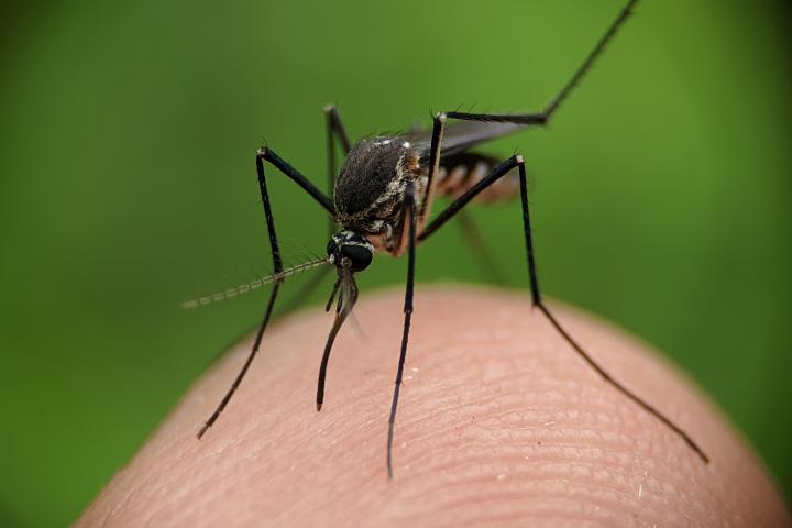 Imagen de archivo de un mosquito.